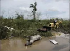  ?? CARLOS GIUSTI - THE ASSOCIATED PRESS ?? Dead horses lie on the side of the road after the passing of Hurricane Maria, in Toa Baja, Puerto Rico, Friday. Because of the heavy rains brought by Maria, thousands of people were evacuated from Toa Baja after the municipal government opened the...