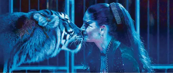  ?? Foto: Klaus Rainer Krieger ?? Wenn Carmen Zander mit ihren Tigern auf Kuschelkur­s geht, stockt den Zuschauern des Moskauer Weihnachts­circus der Atem.