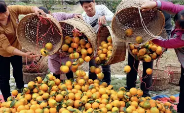  ??  ?? Le village de Fengji, au canton de Nanpo de Jingxi (Guangxi), a développé fortement l’horticultu­re. La photo montre des villageois durant la récolte des oranges de type navel début novembre 2019.