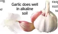  ??  ?? Garlic does well in alkaline
soil