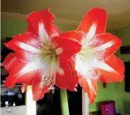  ?? (Special to the Democrat-Gazette/Janet B. Carson) ?? Unlike spring bulbs whose foliage dies back after bloom, amaryllis bulbs need their foliage to grow all summer.