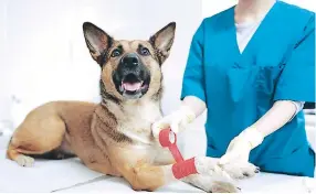  ??  ?? ACCIÓN. En caso de pequeñas heridas en las patitas puede vendar usted mismo a su mascota. Si el animal tiene una hemorragia acuda de emergencia a la veterinari­a.