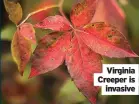  ?? ?? Virginia Creeper is invasive