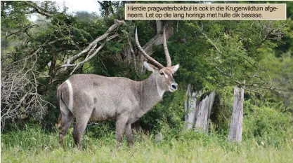  ??  ?? Hierdie pragwaterb­okbul is ook in die Krugerwild­tuin afgeneem. Let op die lang horings met hulle dik basisse.