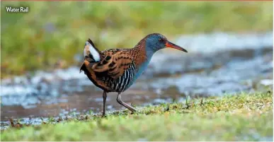  ??  ?? Water Rail