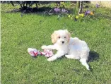  ??  ?? Jessie, a 10-week-old Cockapoo, lives with David and Ann Tait in Aberdeen, and is seen here enjoying the spring sunshine