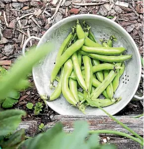  ??  ?? Broad beans make an excellent addition to sushi.