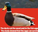  ??  ?? The ducks eat the weed and/or the fish eggs. The study showed that the eggs can survive intact for up to six hours in the birds’ gut.