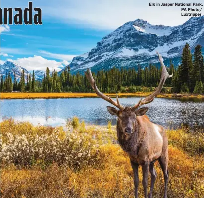  ?? ?? Elk in Jasper National Park. PA Photo/ Luxtripper