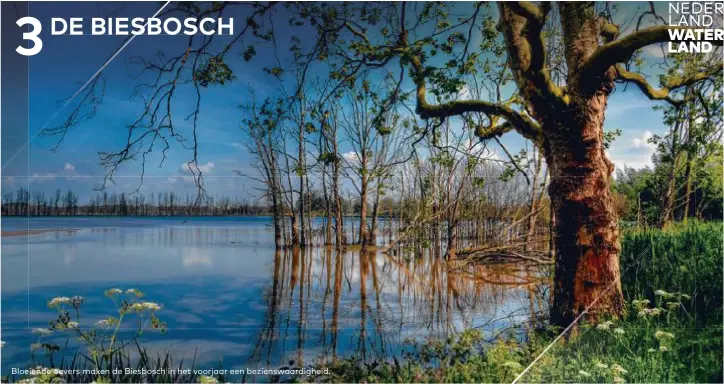  ??  ?? Bloeiende oevers maken de Biesbosch in het voorjaar een bezienswaa­rdigheid.