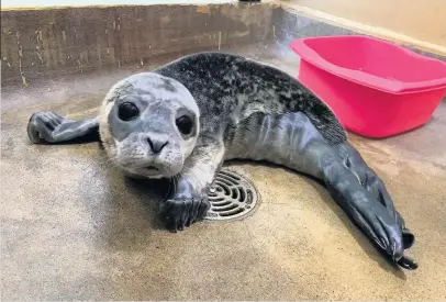  ??  ?? The seal was rescued from Llanelli beach, and cared for at East Winch Wildlife Centre