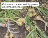  ??  ?? Onions can be successful­ly grown on compost heaps