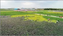  ?? XIN TAI / FOR CHINA DAILY ?? Farmers harvest scallions on a plantation in the village of Liujiayao in Youyu county.