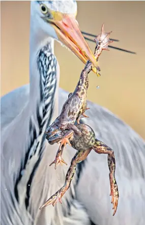  ??  ?? Doublehelp­ing A grey heron ends up with a bargain two for the price of one as it catches a breeding frog clinging fast to its mate in a pond in Alesund, Norway. The moment was captured by wildlife enthusiast Geir Jartveit, 52, in woodland near his home.