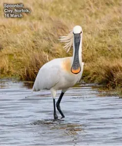  ?? ?? Spoonbill, Cley, Norfolk, 16 March