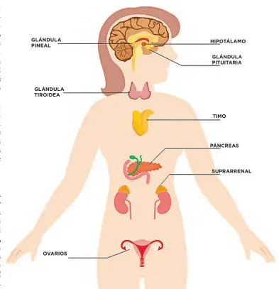  ??  ?? GLÁNDULA PINEAL
GLÁNDULA TIROIDEA
OVARIOS
DE DIFERENTES LUGARES. Al contrario que otras sustancias de nuestro organismo que solo las genera un órgano concreto, las hormonas las fabrican órganos diferentes y en lugares muy distintos.
HIPOTÁLAMO
GLÁNDULA PITUITARIA
TIMO
PÁNCREAS
SUPRARRENA­L