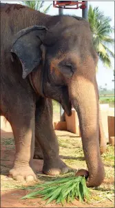  ??  ?? Elephants are wild animals, not domesticat­ed creatures.