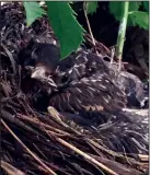  ?? Kitson Jazynka photo ?? Baby robins spent their early days in a nest in Kitson Jazynka’s back yard last year.