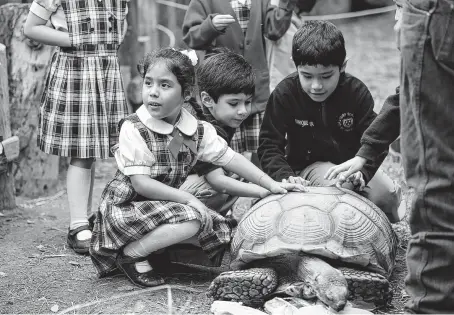  ?? Photos by Bob Owen / Staff photograph­er ?? Raelyn Jo Cardenas and other students from Pharr Oratory School of St. Phillip Neri in Mission touch an African turtle during a class tour earlier this month at the National Butterfly Center, which is threatened by wall constructi­on.