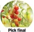  ?? ?? Pick final tomatoes