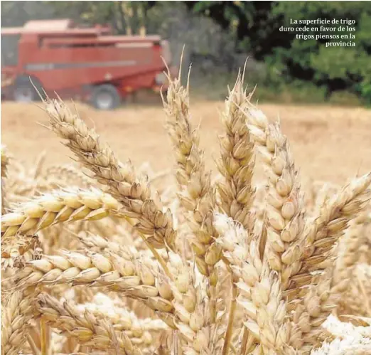  ?? GARCÍA ?? La superficie de trigo duro cede en favor de los trigos piensos en la provincia