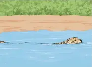  ??  ?? 1 Svømmeture­n
Jaguaren er en god svømmer. Med offeret i sikte velger denne jaguaren å angripe fra vannet, og den svømmer rolig uten lyder eller brå bevegelser.