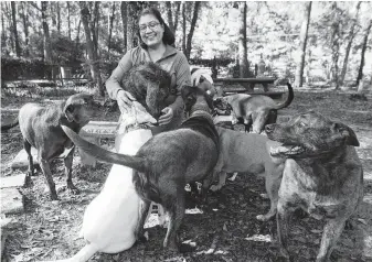  ?? Jason Fochtman / Staff photograph­er ?? Priyanka Johri laughs as she is mobbed by several of her dogs at Pure Mutts Animal Sanctuary, Tuesday. Johri and her husband, Ravi, help house older and special needs dogs.