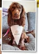  ?? ?? ● Julie Green with, above, Coco wearing a Brain Tumour Research flag