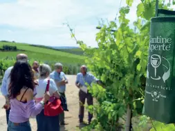  ??  ?? Tra le vigne «Cantine aperte» si terrà in varie aziende vinicole del Veronese e del Veneto, tra degustazio­ni, visite ai vigneti e alle «bottaie» con eventi creati ad hoc