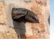  ??  ?? A swift emerges from a nest brick, with a hollow interior, built into a house.