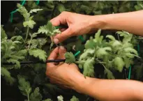  ??  ?? Amanda Galano demonstrat­es to students how she encourages the growth of a Thousand Bloom Chrysanthe­mum in a greenhouse.