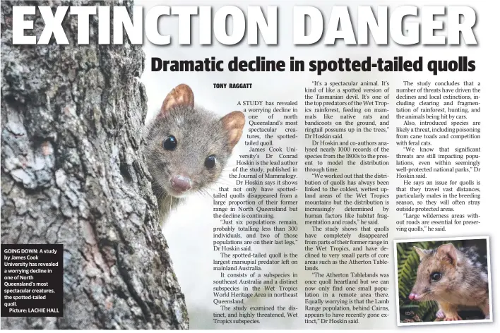  ??  ?? GOING DOWN: A study by James Cook University has revealed a worrying decline in one of North Queensland’s most spectacula­r creatures, the spotted-tailed quoll.
Picture: LACHIE HALL