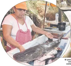  ??  ?? Una vendedora de la zona de Puente Remanso muestra un surubí. Desde el martes pasado comenzaron las ofertas.