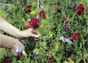  ??  ?? Sweet peas were popular to brighten up wartime gardens