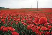  ??  ?? Familie Warmbier aus Bad Klosterlau­snitz fotografie­rte die leuchtend rote Mohnblumen­blüte bei Neunhofen nahe Neustadt an der Orla.