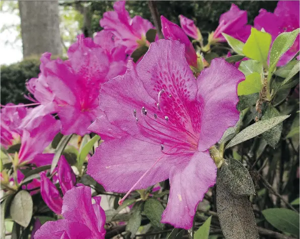  ?? ANDREW D. BROSIG/THE ASSOCIATED PRESS ?? Prune your azaleas right after they bloom and they will thrive — just make a point of having the proper tools and going in with a plan.