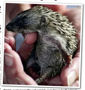  ??  ?? Prickly customers: The schoolgirl­s care for up to 15 animals at a time at Hedgehog Friendly Town in their back gardens