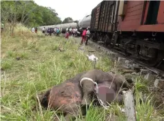  ??  ?? The body of an elephant is pictured next to a train that hit it near Habarana, northeast of the capital Colombo. — AFP photo