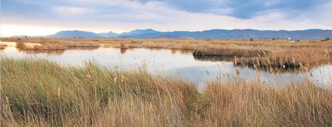  ?? MEDITERRÁN­EO ?? Entre els valors destacable­s del PN Prat de Cabanes-Torreblanc­a, la fauna posseïx gran importànci­a, ja que es poden trobar espècies endèmiques com la cabriola, el fartet o el samaruc.