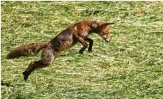  ??  ?? Mitten im Sprung, voll fokussiert auf eine Maus in der frisch gemähten Wiese: Den Fuchs hat Angela Merk aus Emershofen bei Weißenhorn (Landkreis Neu‰Ulm) beim Mausen entdeckt.