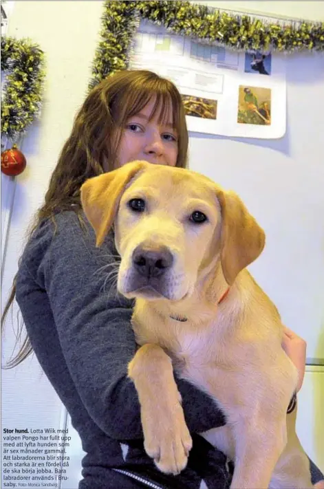  ?? Foto: Monica Sandberg ?? Stor hund. Lotta Wiik med valpen Pongo har fullt upp med att lyfta hunden som är sex månader gammal. Att labradorer­na blir stora och starka är en fördel då de ska börja jobba. Bara labradorer används i Brusaby.