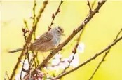  ?? ?? White crowned sparrow