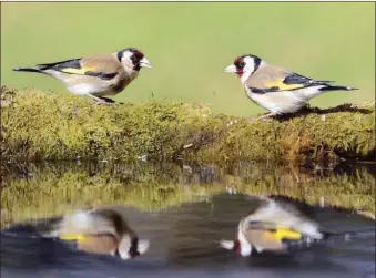  ?? Photograph: Brian Couper. ?? Colourful Goldfinch have also had a great breeding season.