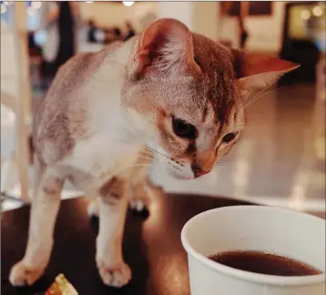  ??  ?? Ireland has joined the latest global trend of cat cafes