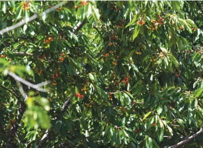  ?? ?? As cerejeiras estão sujeitas às alterações climáticas e a diversas pragas.