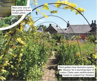  ??  ?? Plant golden hop Humulus lupulus ‘Aureus’ for a stunning layer of colour. Claire uses reinforcem­ent hoops to support her climbers