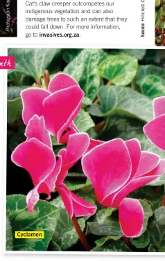  ??  ?? invasives.org.za. Cyclamen