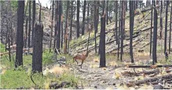  ?? MARE CZINAR/SPECIAL FOR THE REPUBLIC ?? An elk dashes across the South Fork Trail.