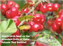  ??  ?? Watch birds feast on the abundant fruits of Malus robusta ‘Red Sentinel’