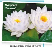  ??  ?? Nymphaea ‘Gonnere’